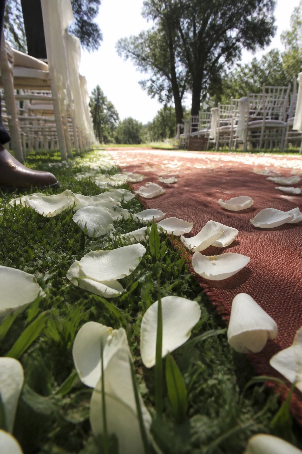 Close up of a wedding aisle with white rose petals on grass beside a terracotta runner and rows of white chairs under trees.
